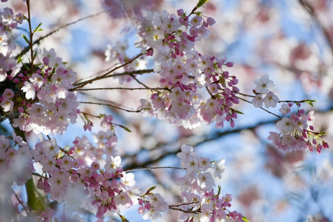 אביב בונקובר גלית לוינסקי