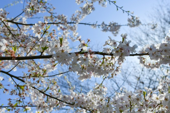 אביב בונקובר גלית לוינסקי