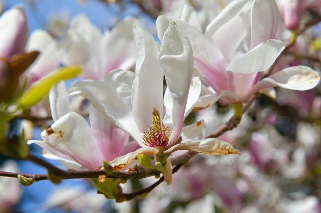 אביב בונקובר גלית לוינסקי