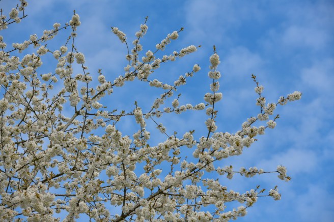 אביב בונקובר גלית לוינסקי