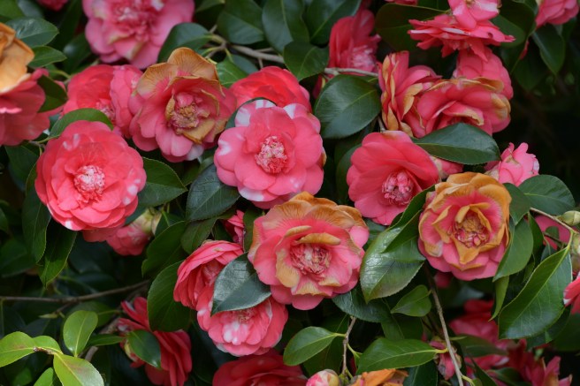 אביב בונקובר גלית לוינסקי