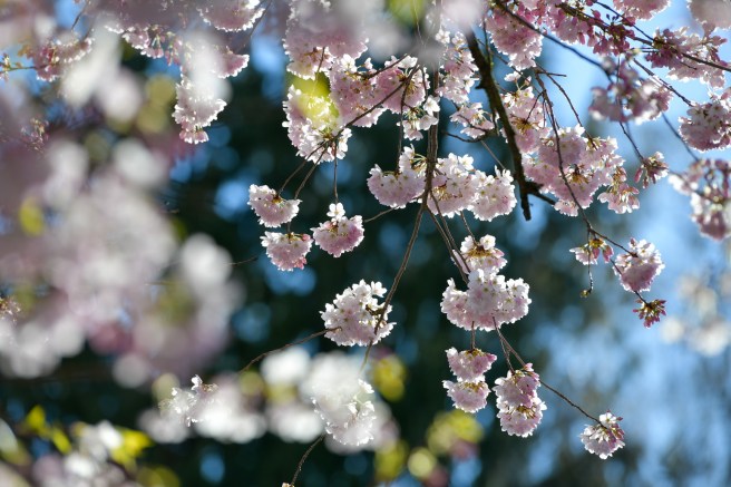 אביב בונקובר גלית לוינסקי