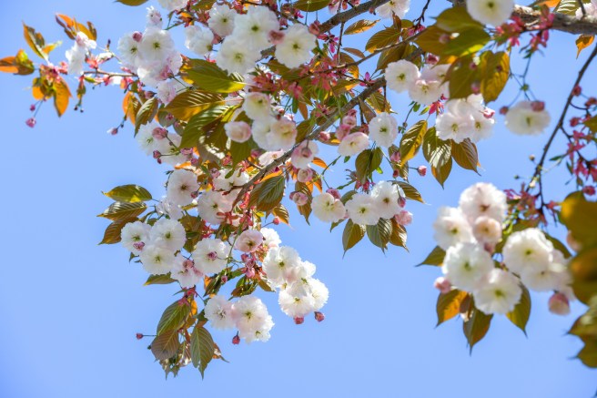 אביב בונקובר גלית לוינסקי