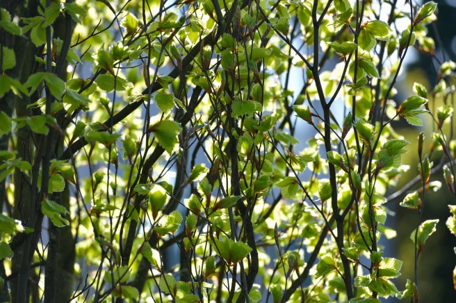 אביב בונקובר גלית לוינסקי