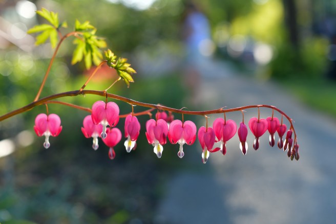 אביב בונקובר גלית לוינסקי