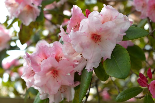 אביב בונקובר גלית לוינסקי