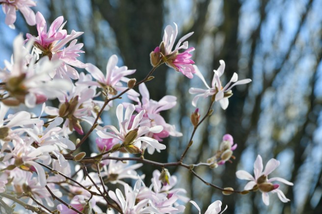 אביב בונקובר גלית לוינסקי