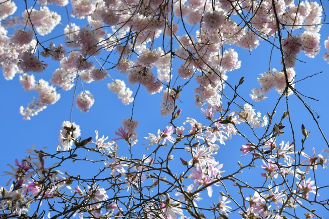 אביב בונקובר גלית לוינסקי