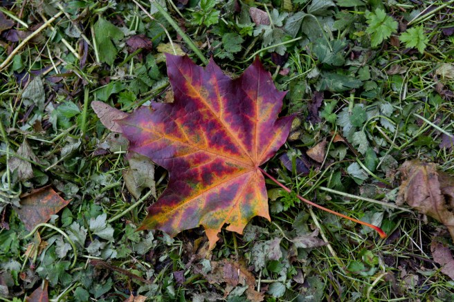סתיו בוונקובר גלית לוינסקי