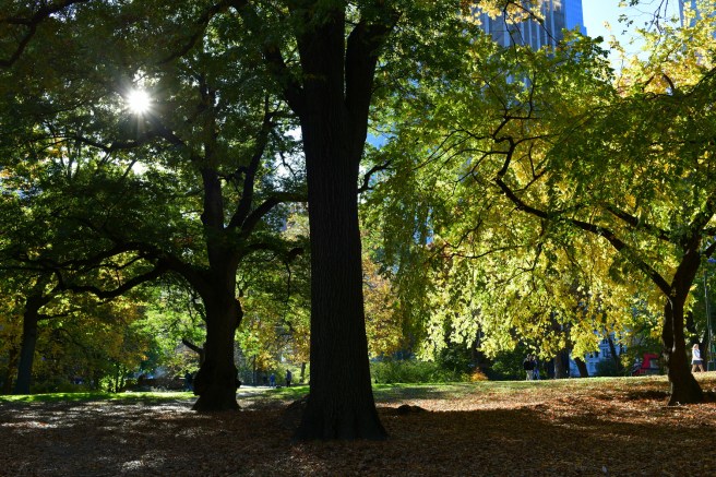 New York Galit Lewinski