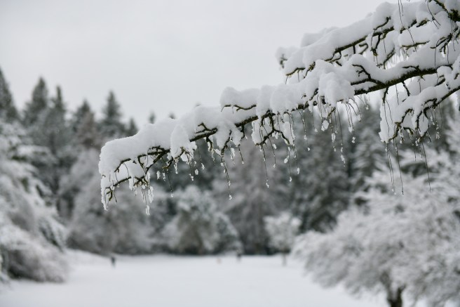 שלג בוונקובר צילום גלית לוינסקי