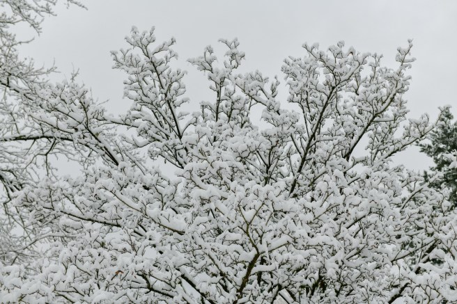 שלג בוונקובר צילום גלית לוינסקי