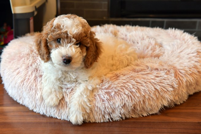 כלבובה גלית לוינסקי