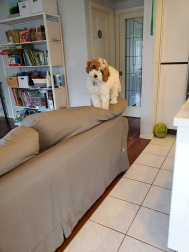 כלבובה גלית לוינסקי